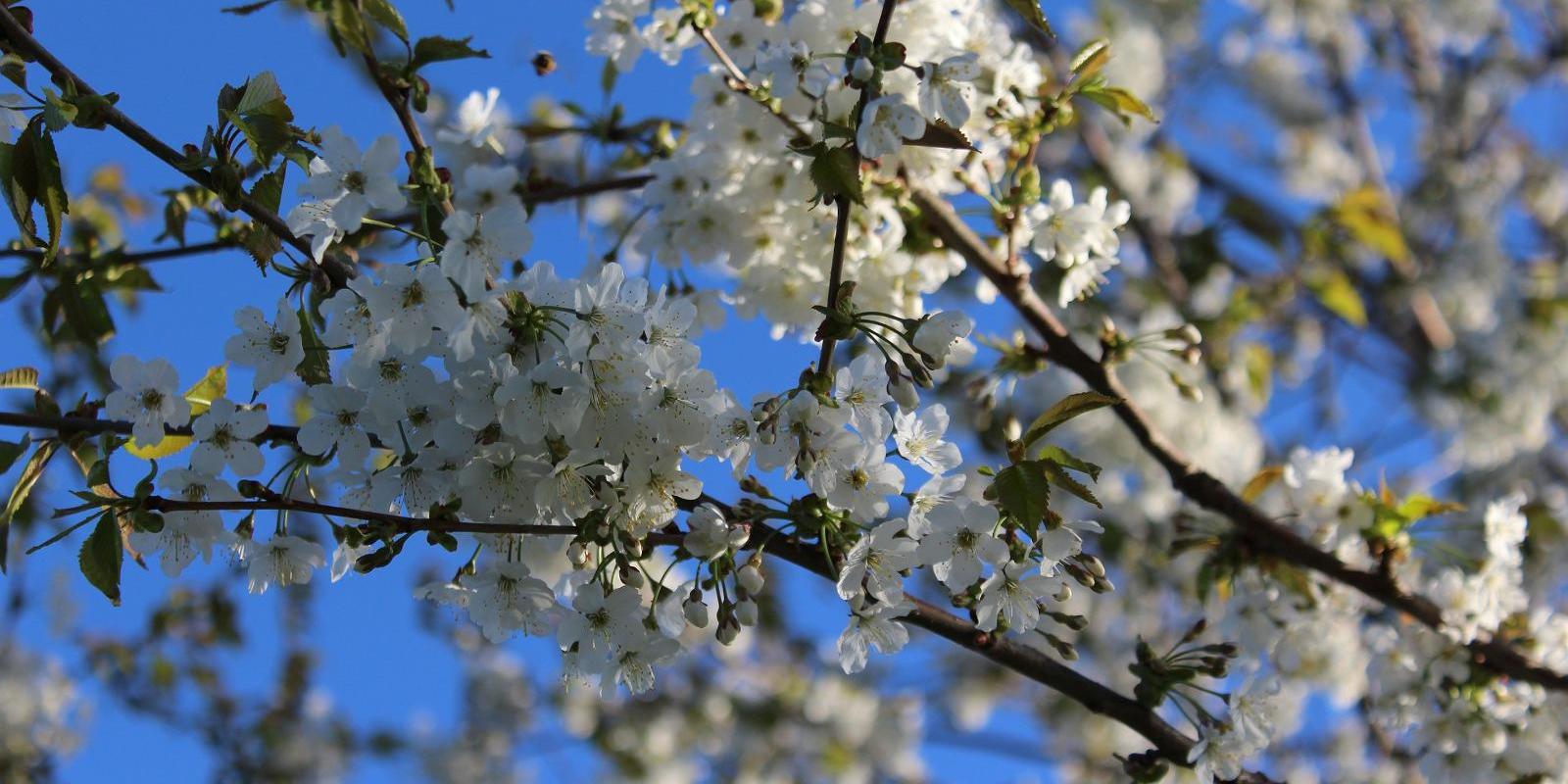 Järiste Winery, flowering orchard in spring