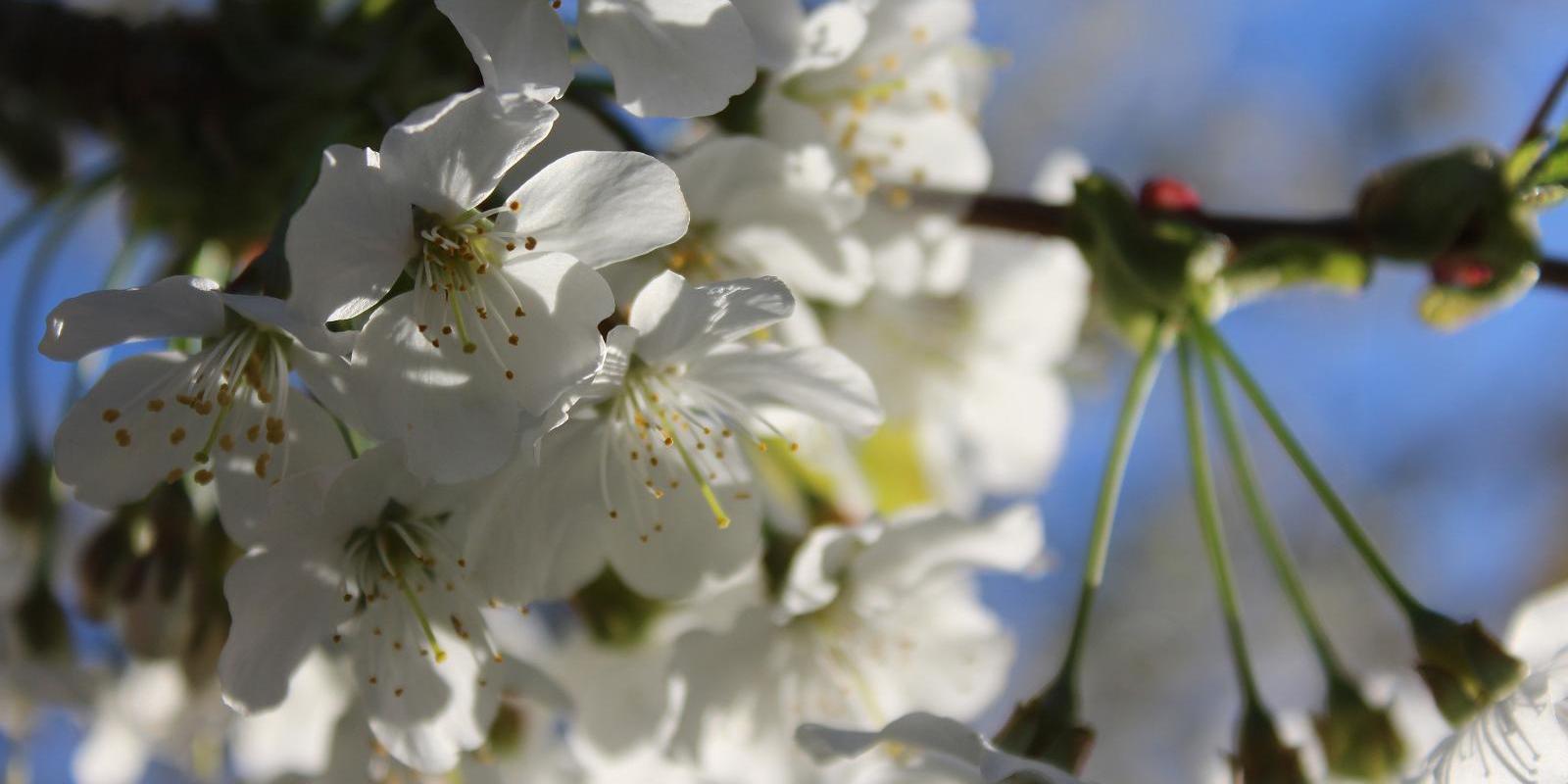 Järiste Winery, flowering orchard in spring