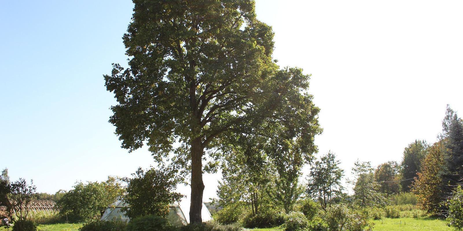 Järiste Winery, garden and greenhouses