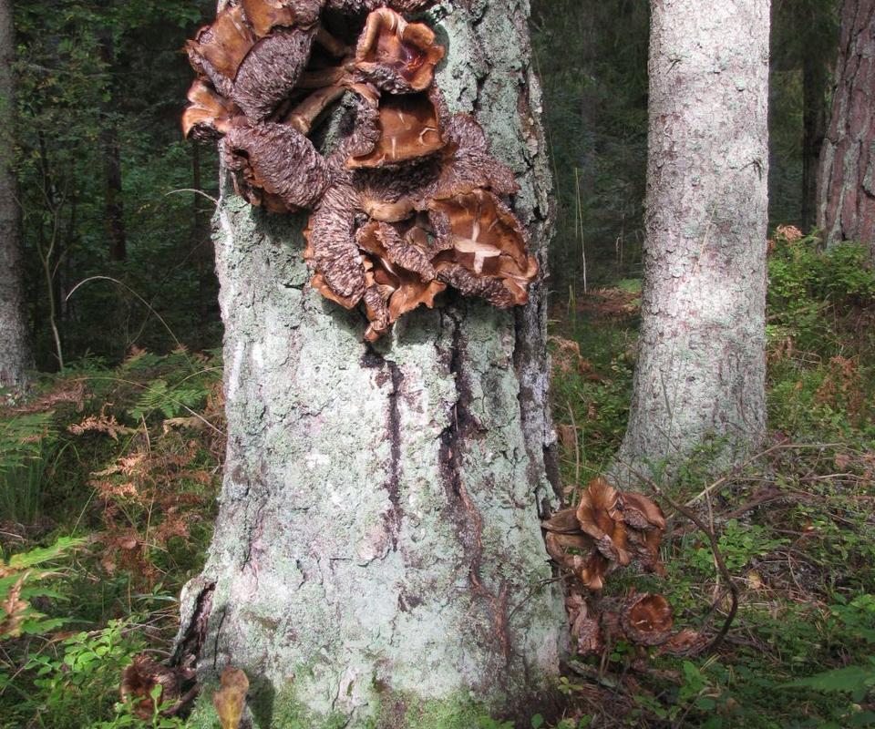 Wanderweg der Staatlichen Forstverwaltung Kiidjärve-Taevaskoja-Kiidjärve