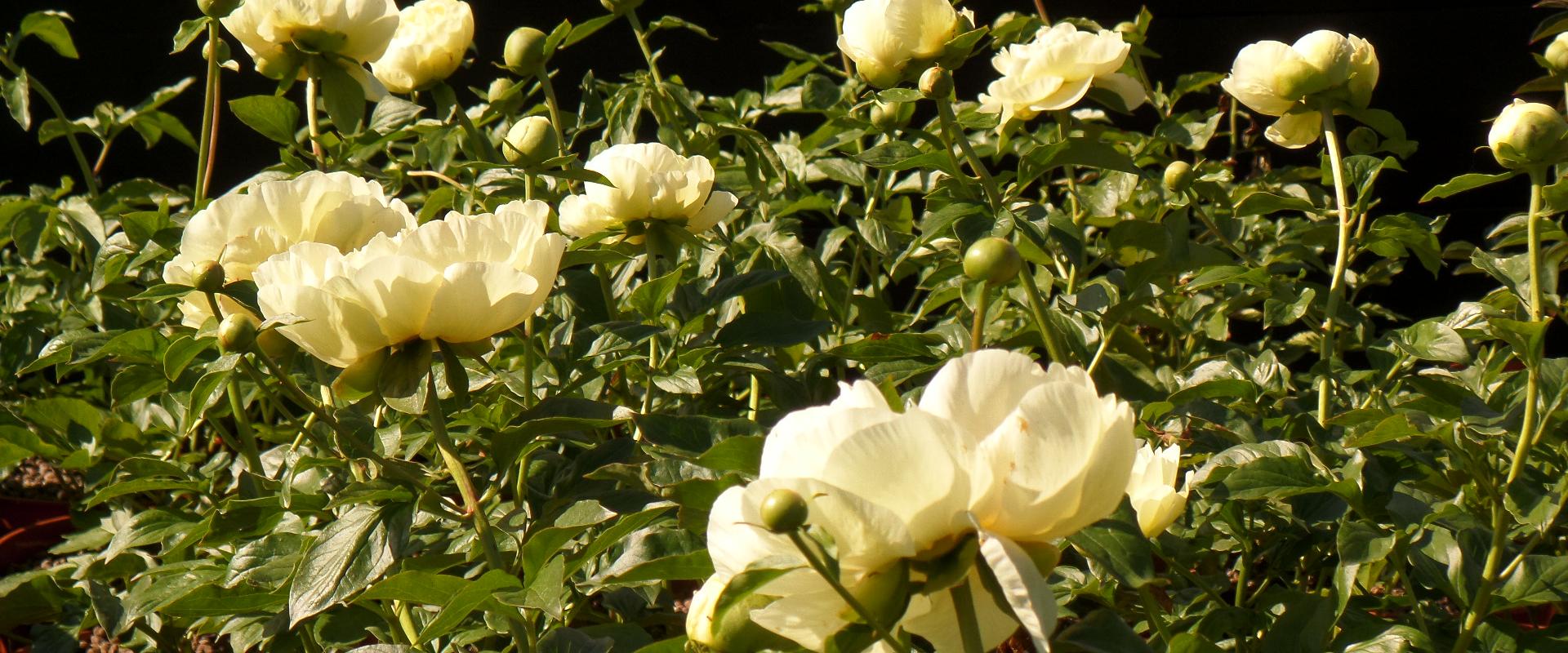 Saarenmaan Peony Gardens - romanttinen puutarha saaren sydämessä