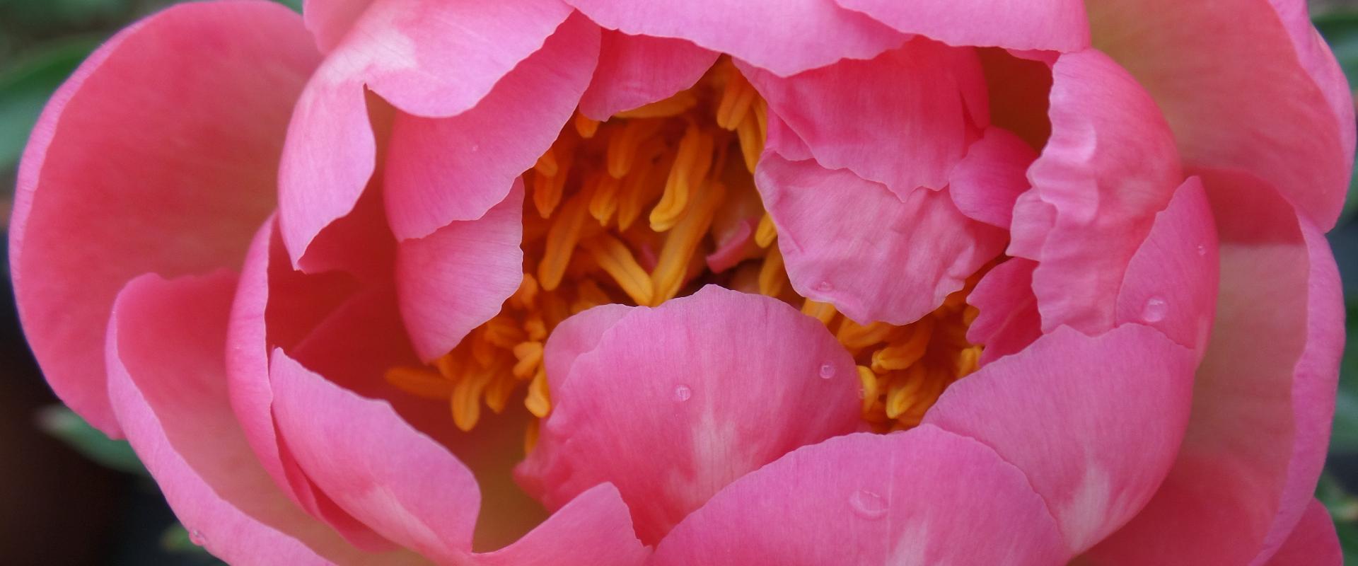 Saaremaa Peony Gardens – ein romantischer Garten im Herzen der Insel