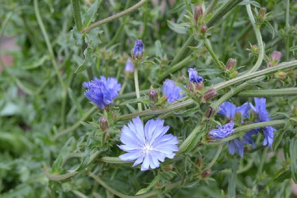 Chicory Museum