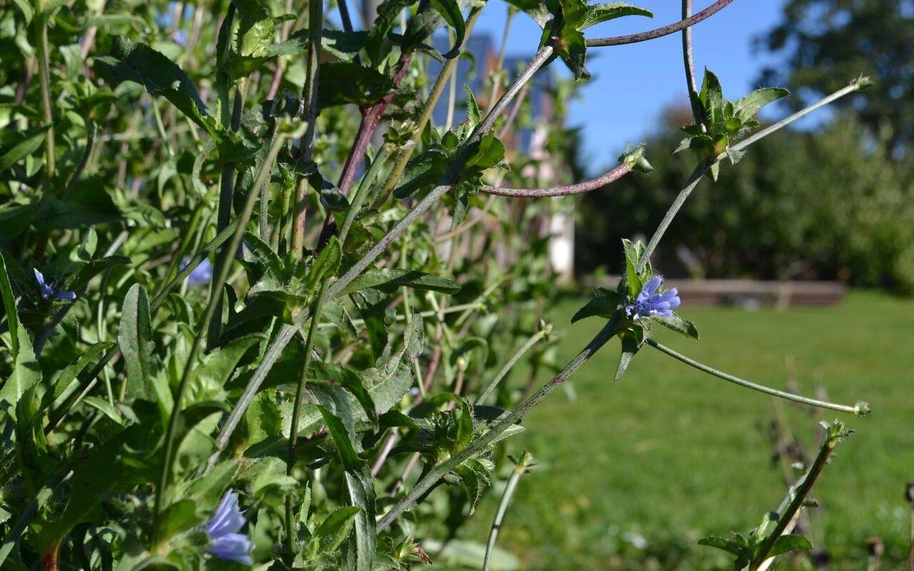 Chicory Museum