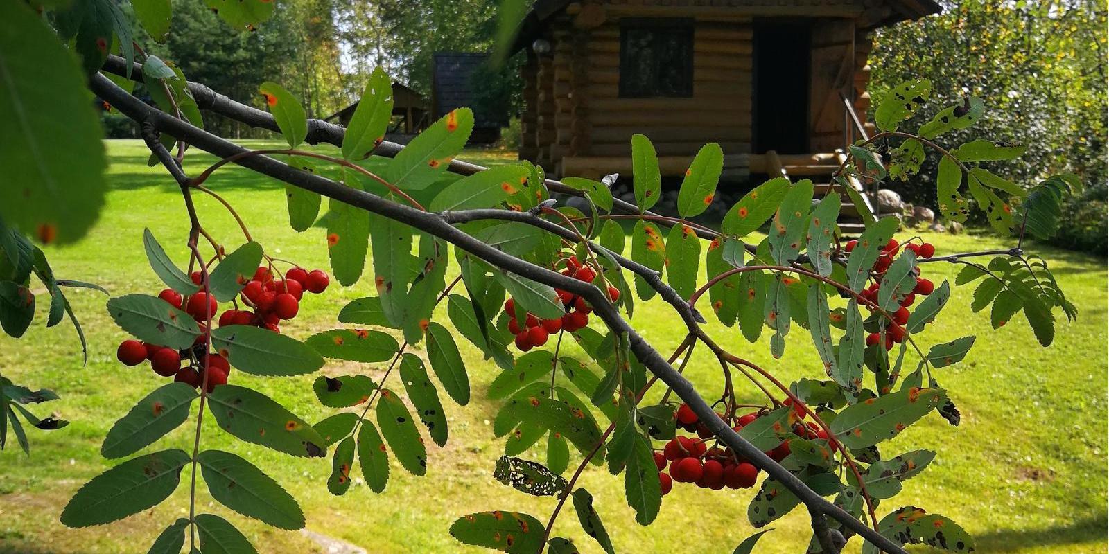 Pinnamäe suitsusaun