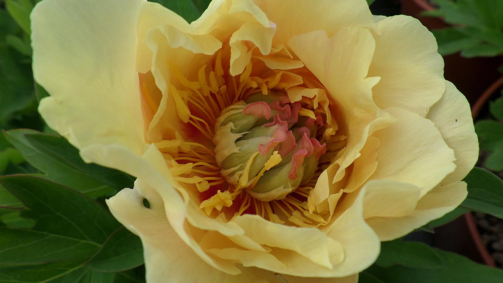 Saaremaa Peony Festival