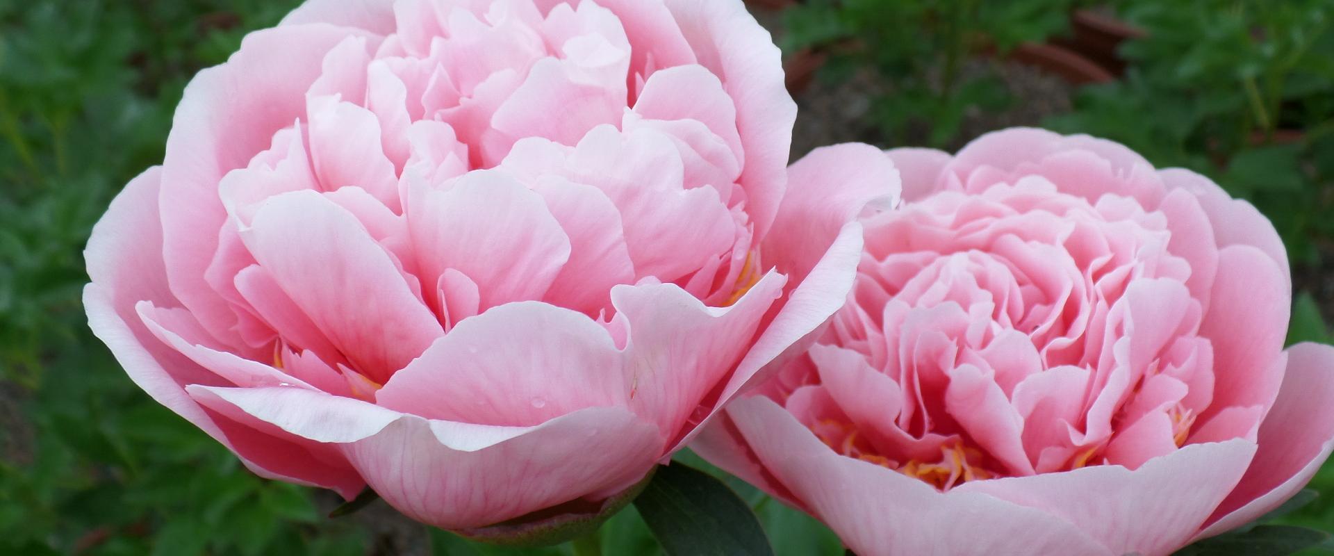 Saaremaa Peony Festival