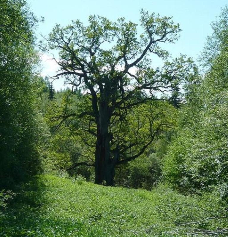 Mäe-Lõhtsuun tammi Urvastessa