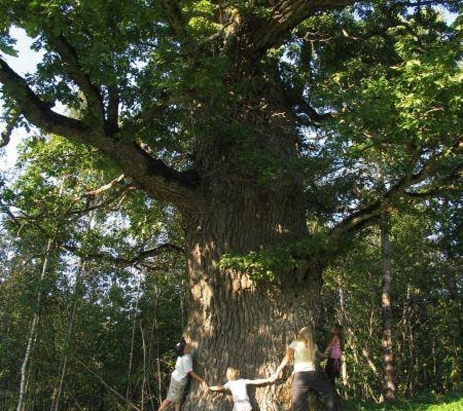 Mustahamba oak