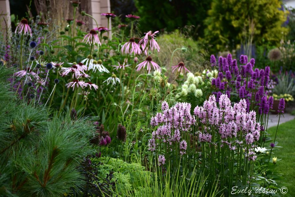 Maie Aed - a colourful home garden near Pärnu