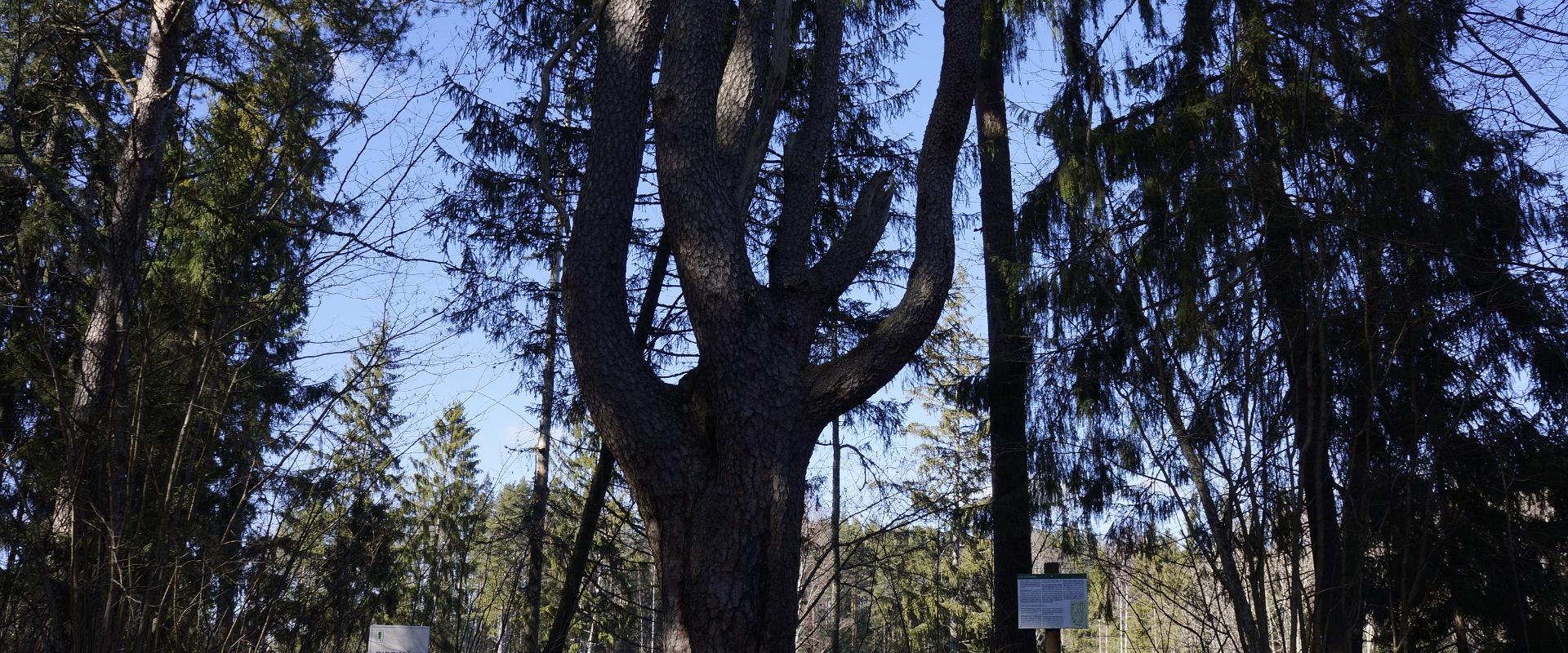 Wanderweg von Tilleorg