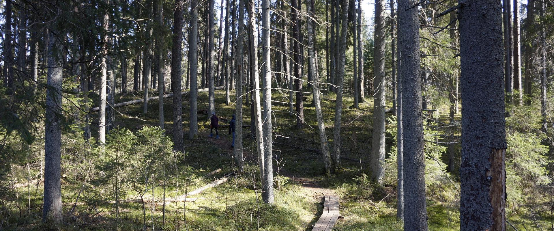 Wanderweg von Tilleorg