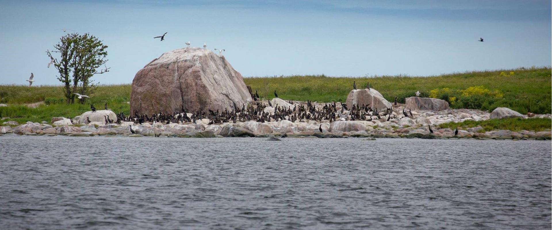 Seal-watching trips in Estonia
