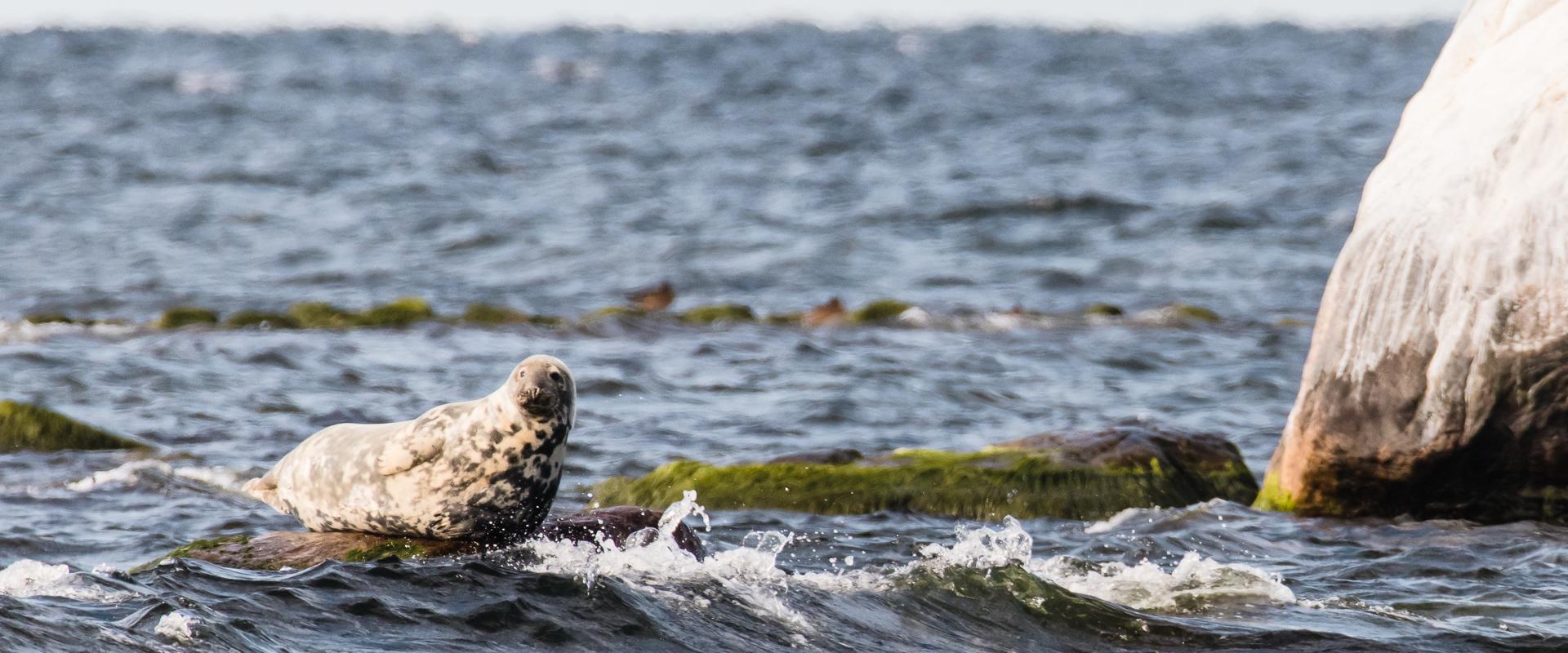 Seal-watching trips in Estonia