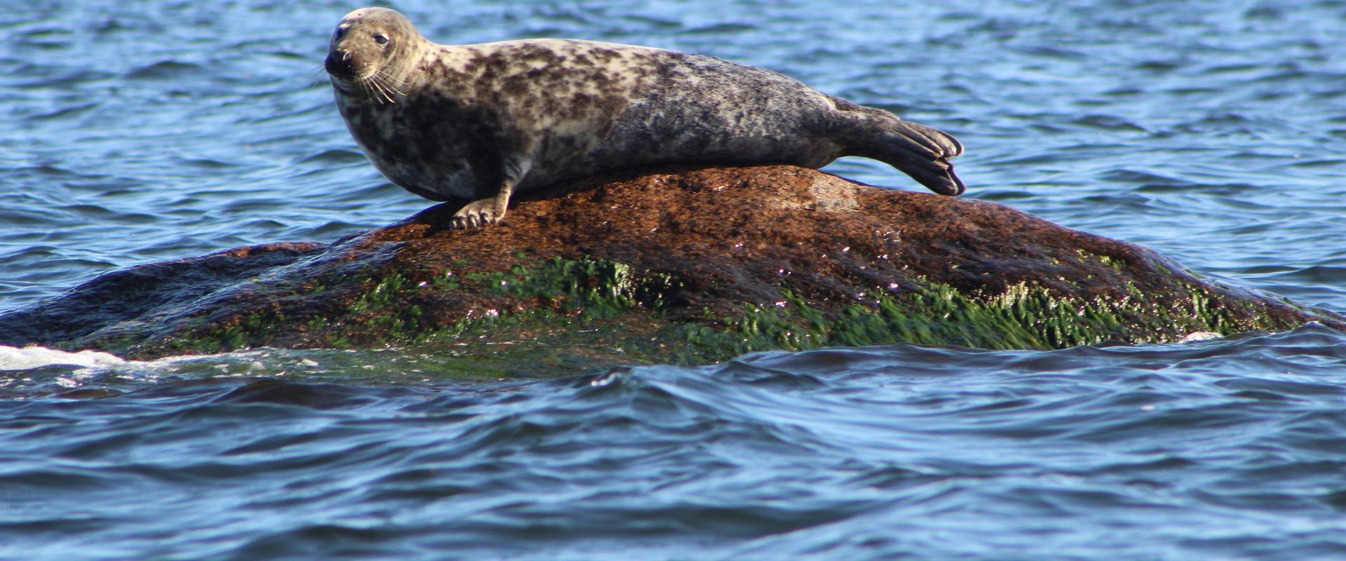 Seal-watching trips in Estonia
