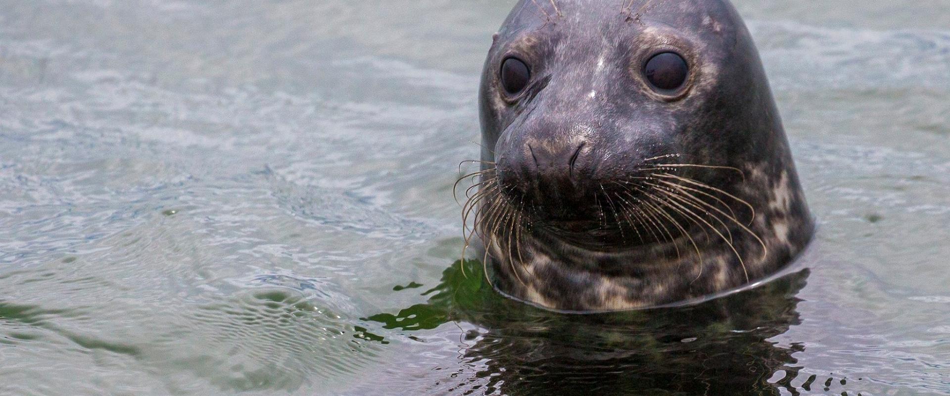 Seal-watching trips in Estonia