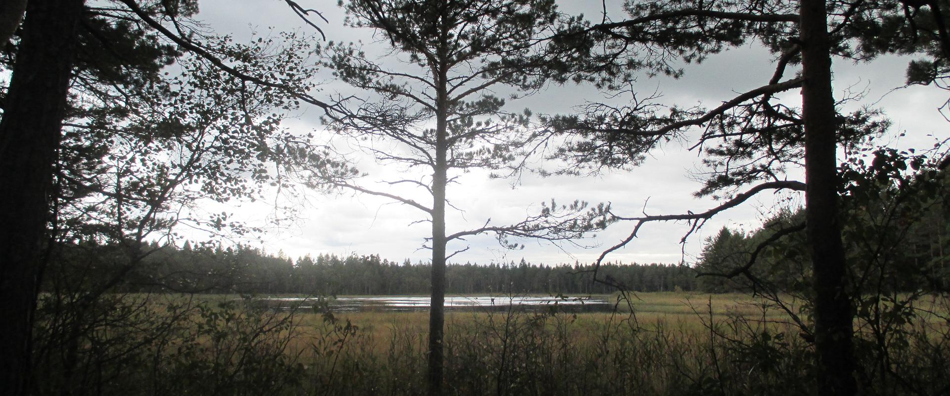 Wanderung auf die Moorinsel Ilvesemägi und auf den Spuren der Feen