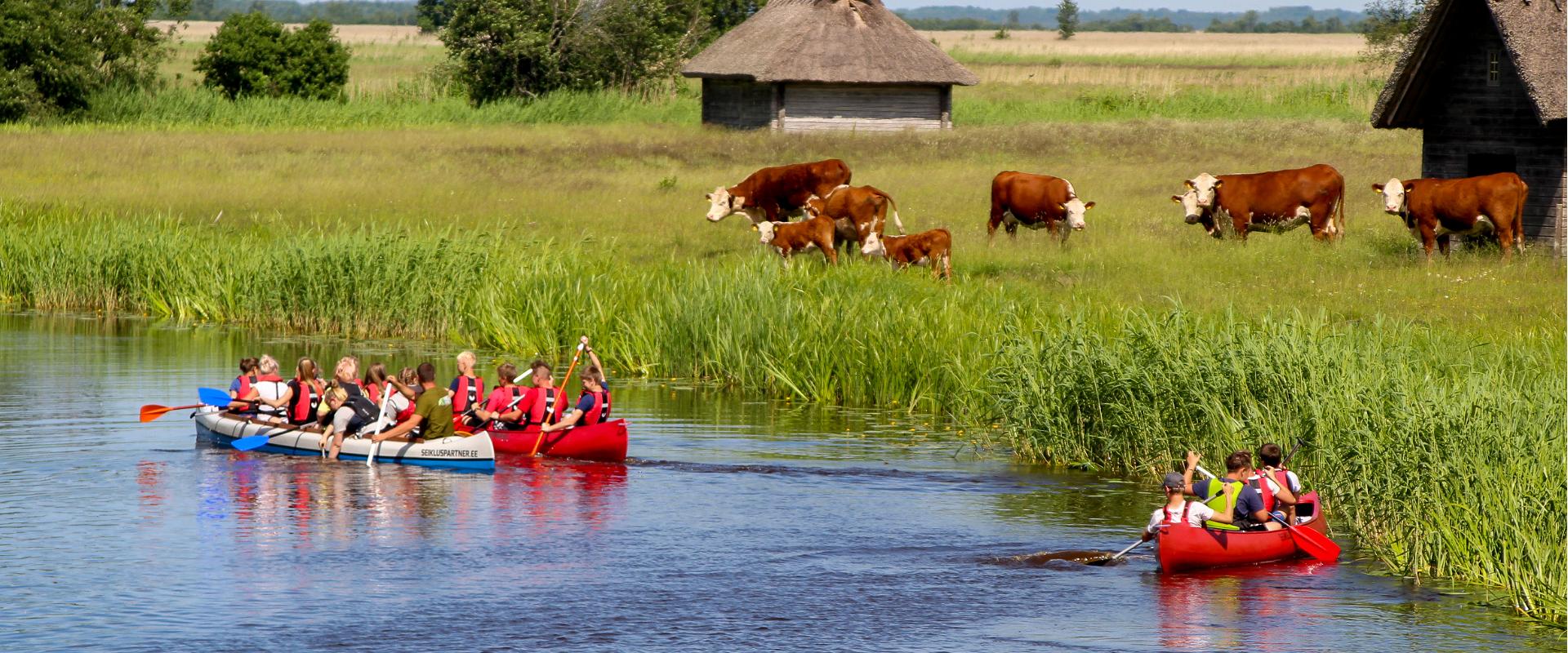 Canoe and kayak trip in Matsalu National Park
