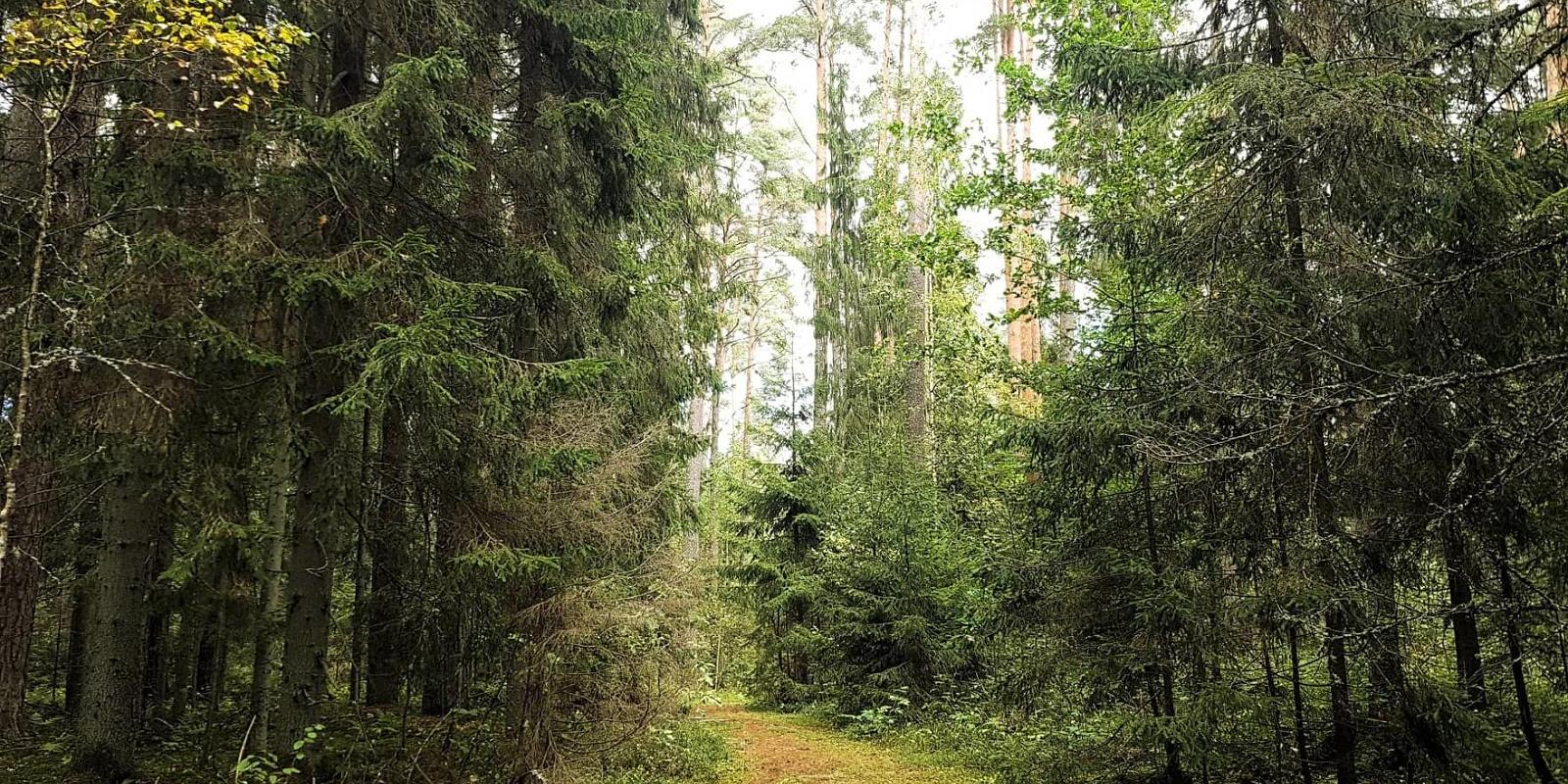 Wanderweg im Urstromtal der Elva und der Zeltplatz in Illi