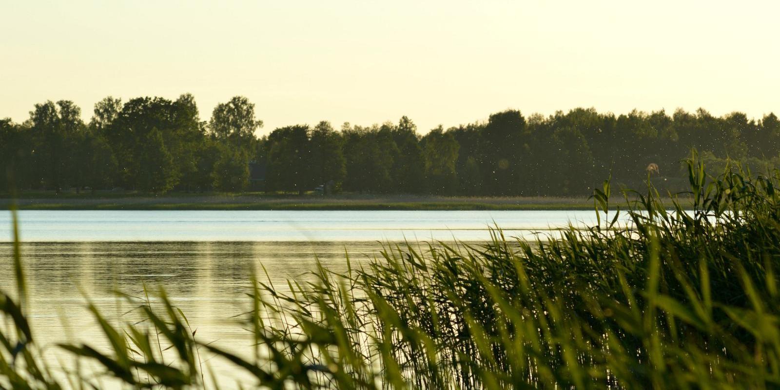 Tamula järv