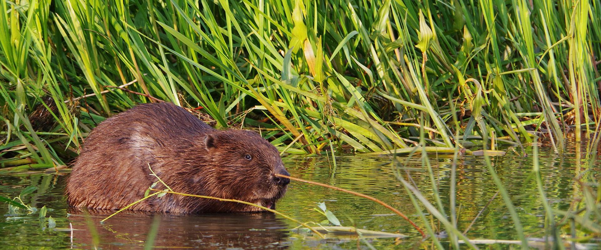 Kopravaatlusmatk kanuudel