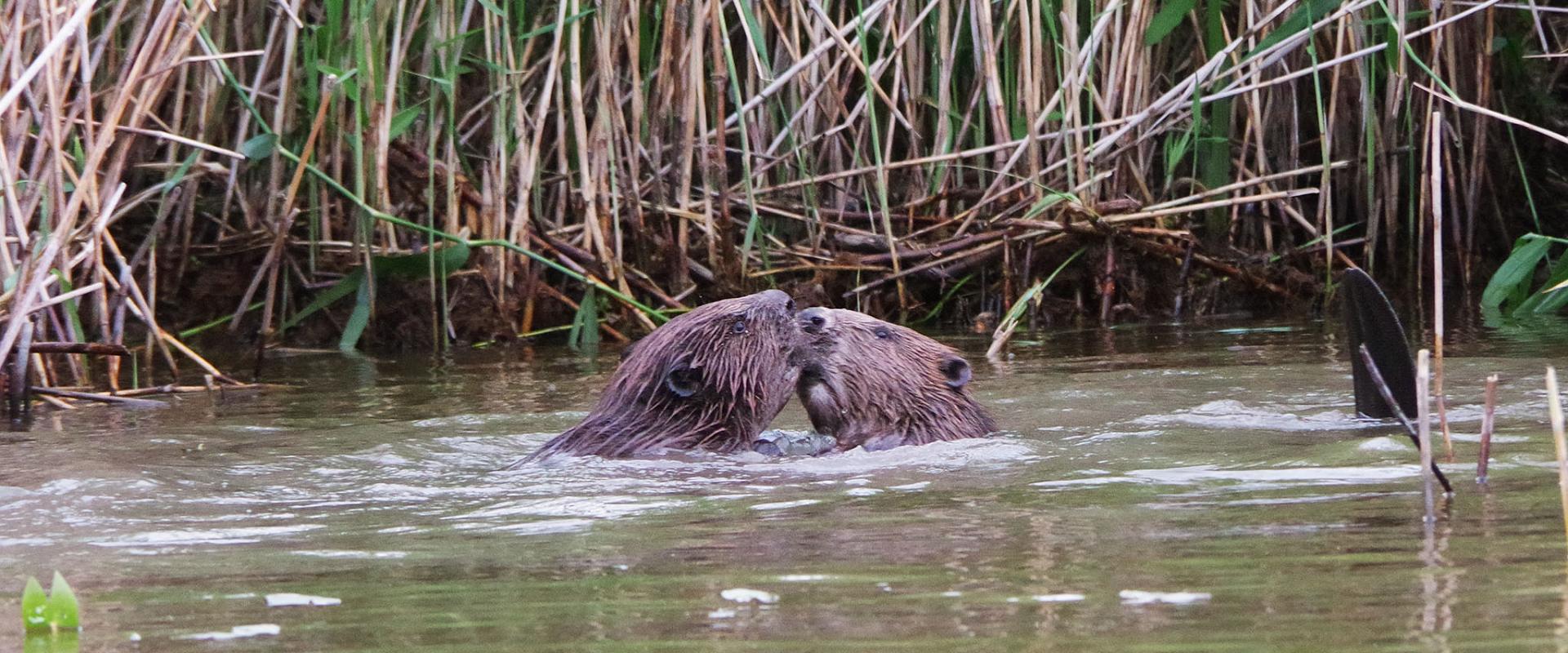 Kopravaatlusmatk kanuudel