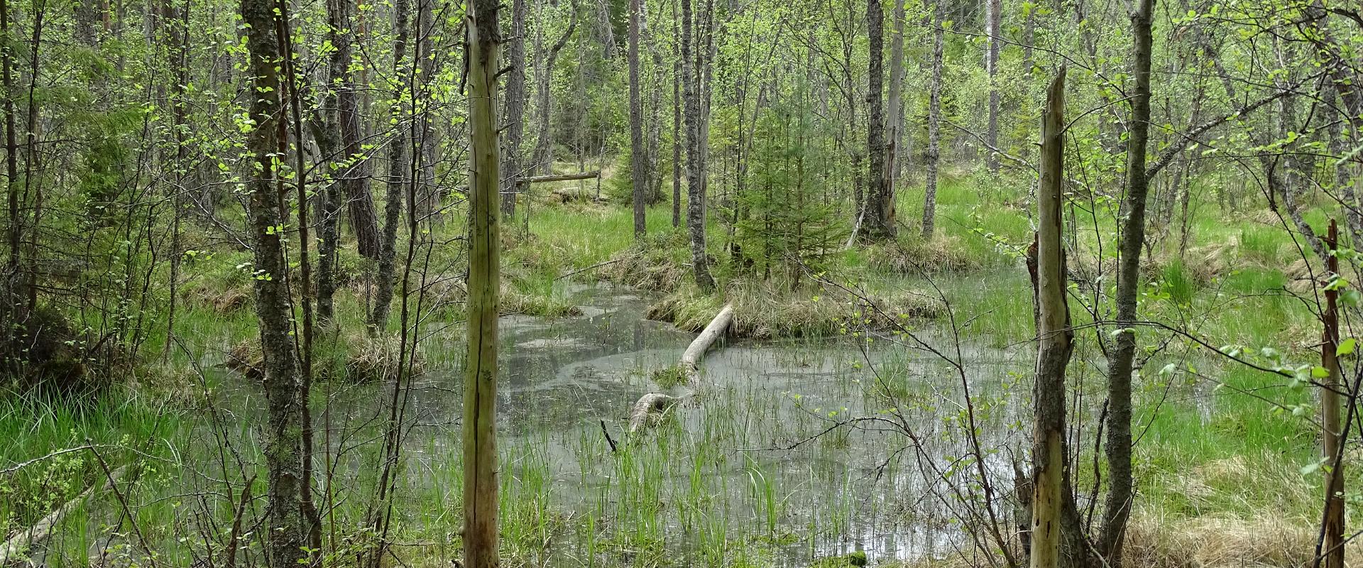 Põnev loodusretk matkajuhiga Aabla rabas