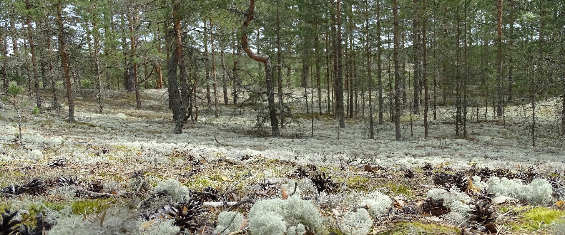 Põnev loodusretk matkajuhiga Aabla rabas