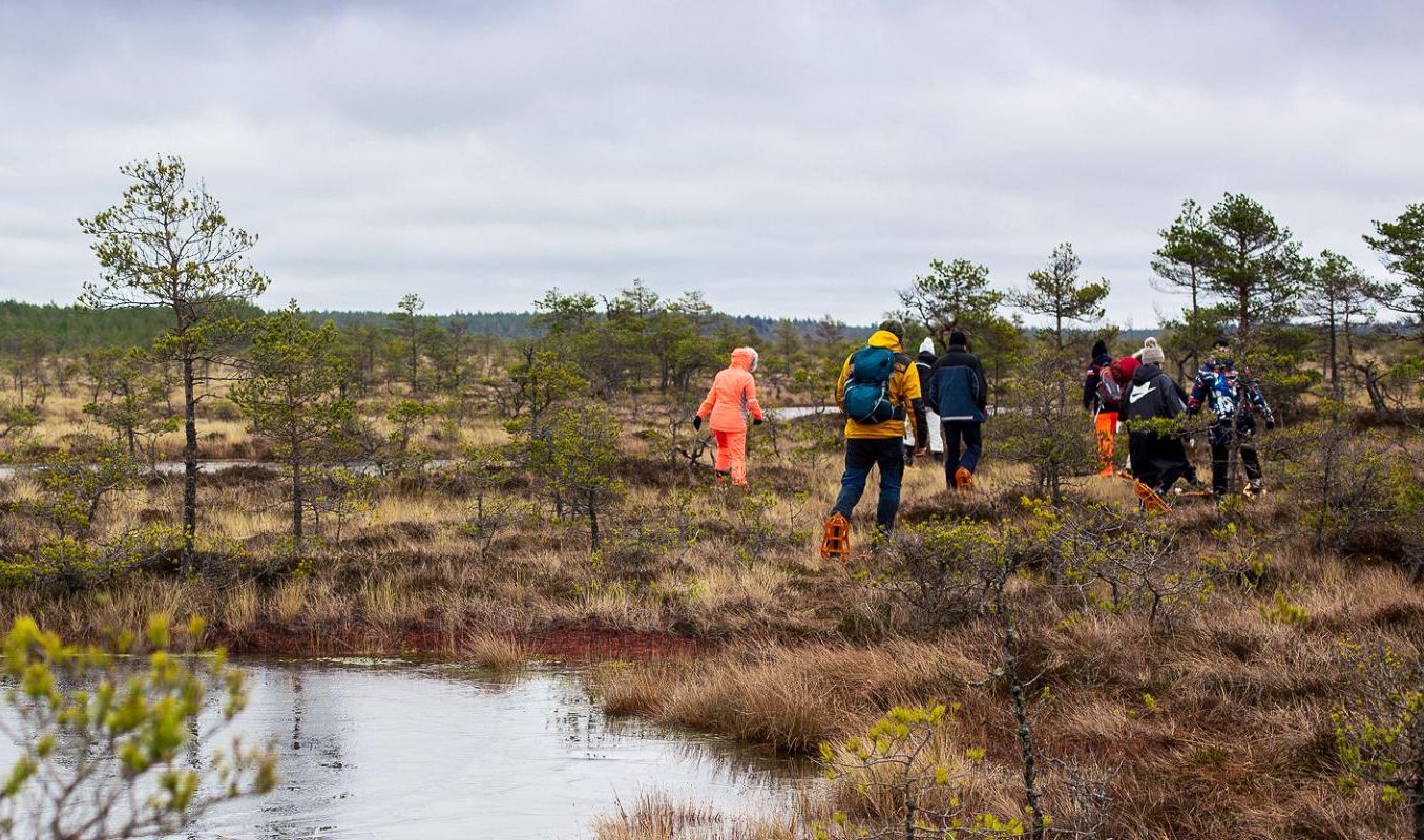 Snowshoe trip in Kõnnu Suursoo bog - bog view