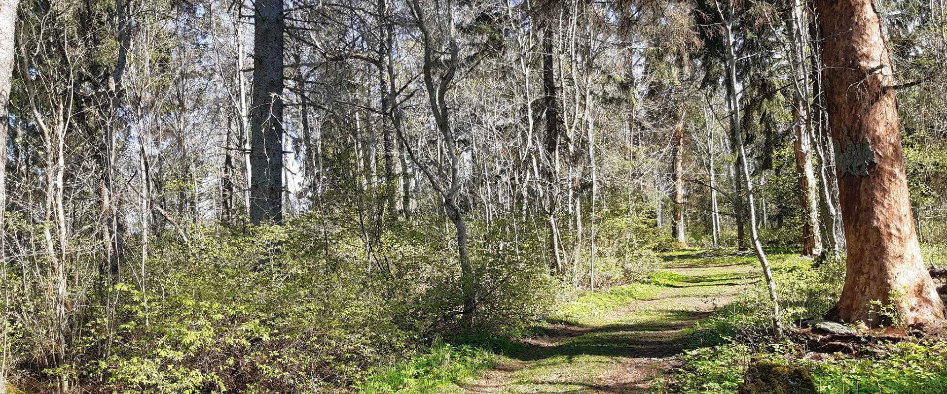 Pikksaare hiking trail and Pangodi campfire site