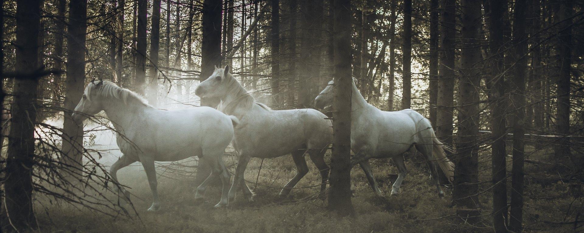 Iseseisev ratsutamine Voore tallis