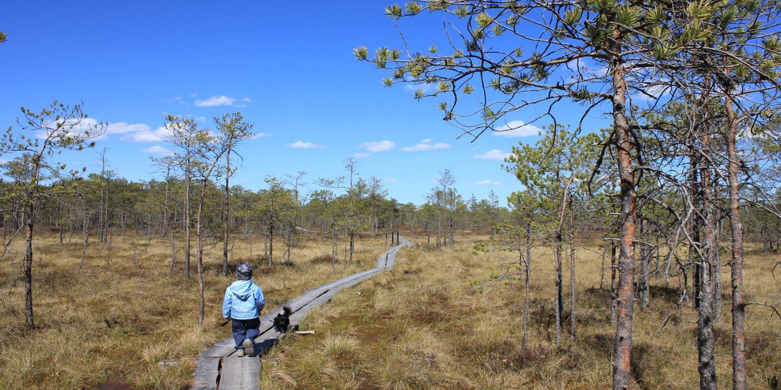 RMK Liipsaare observation tower