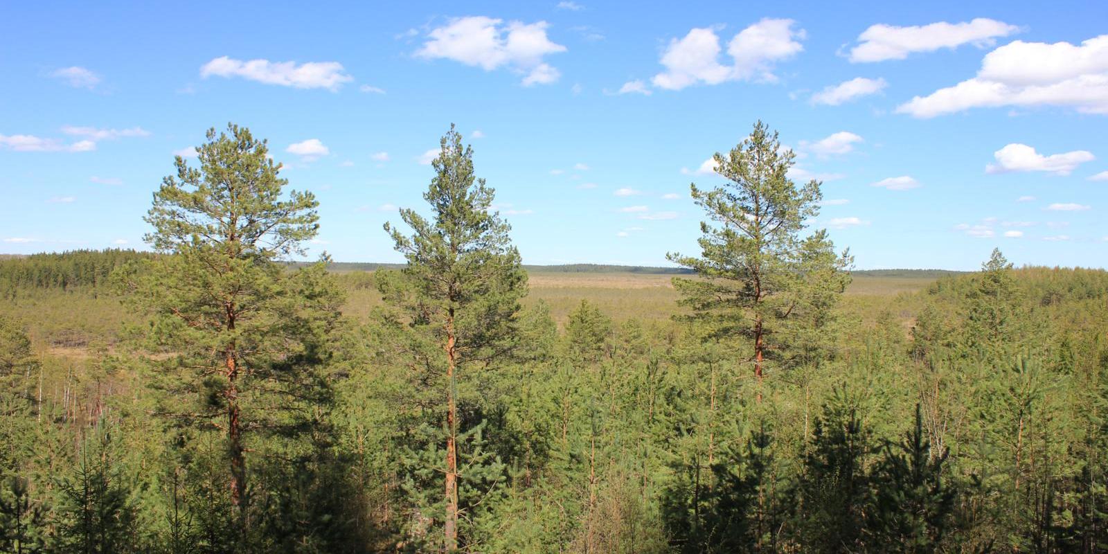 RMK Liipsaare observation tower