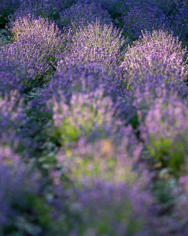 Lavender Farm in paradisical Hiiumaa