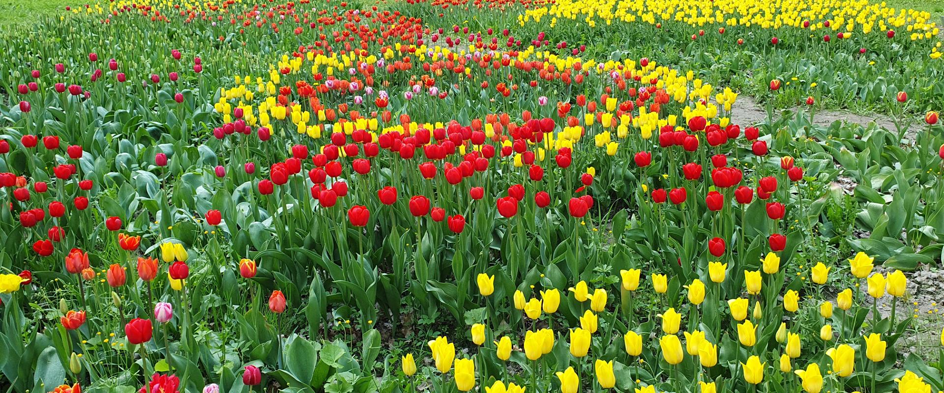 Tulips at Kirna Manor park