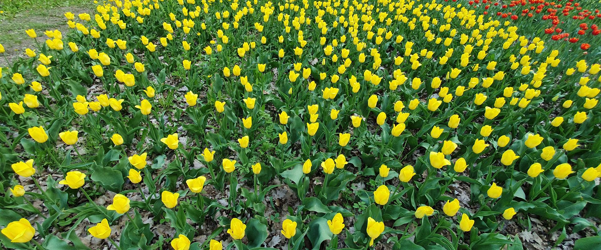 Tulpenfeld im Park des Gutshofs Kirna