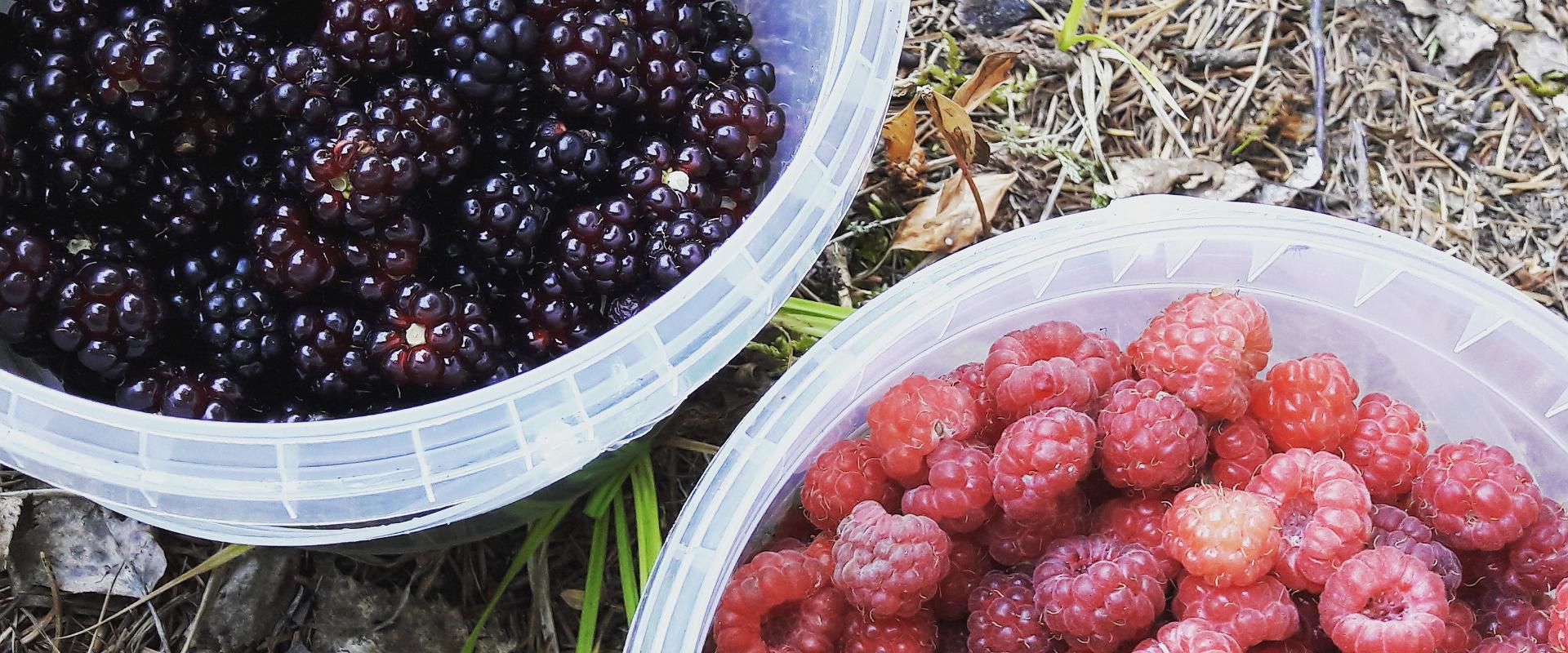 Nature Tours in Estonia – berry and mushroom picking trips in the Peipsiveere Nature Reserve