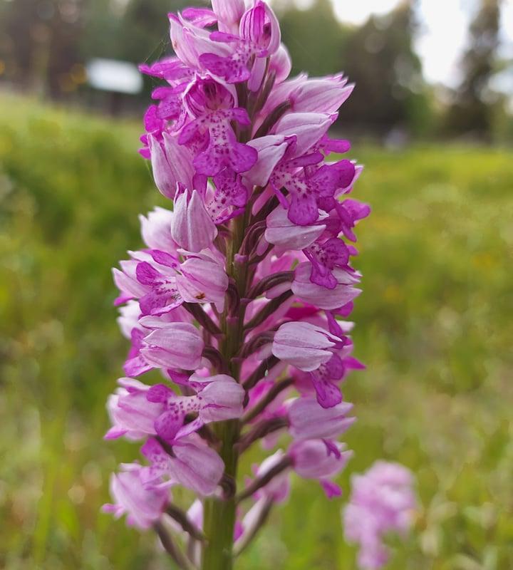 Das Lehrbeet der Orchideen in Kõrgessaare