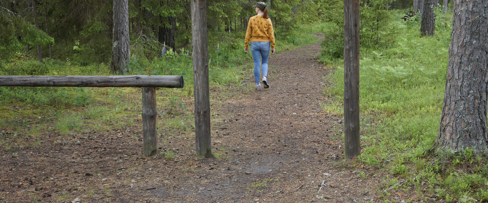 Wood Ants' Trail of Kiidjärve