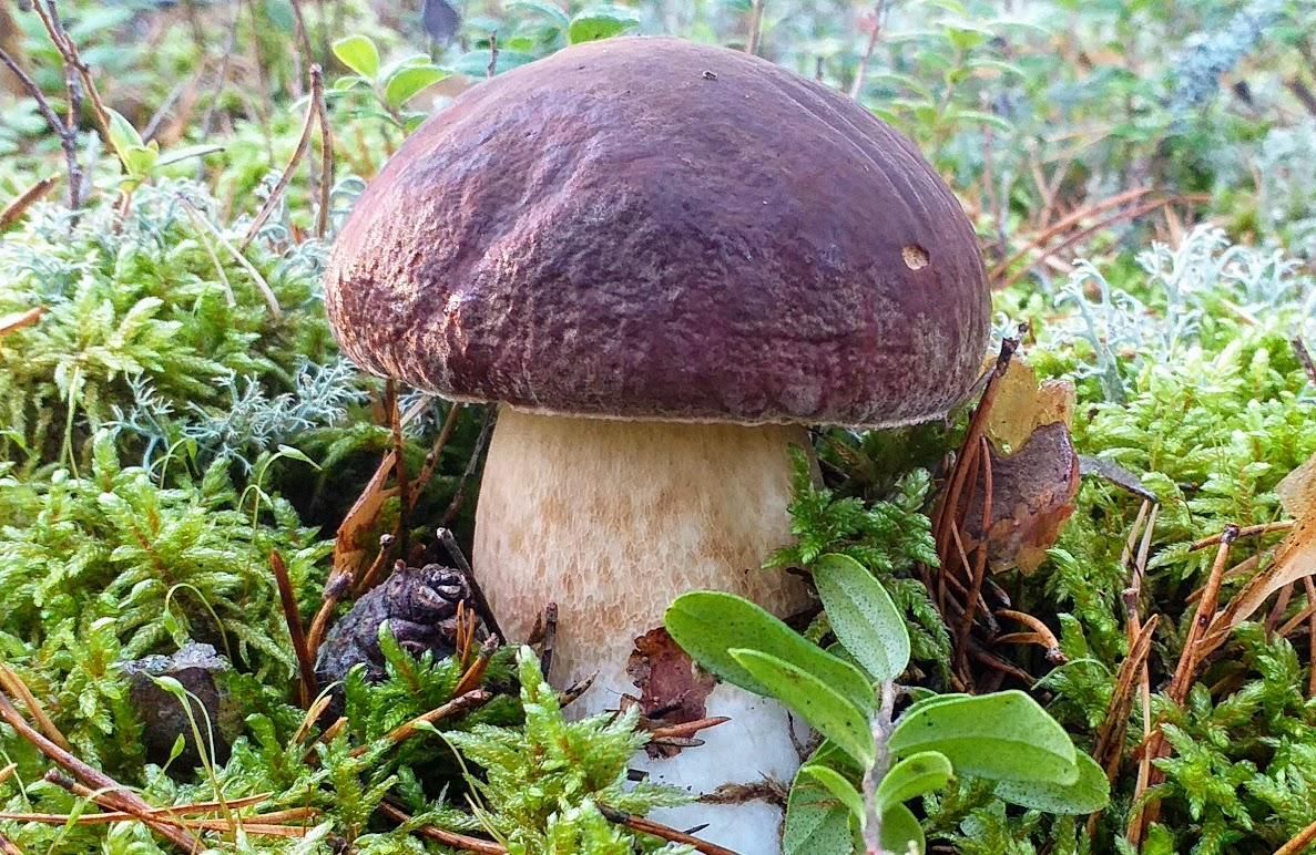 We organise excursions to lesser-known mushroom forests in Pärnu County in the second half of the summer and in autumn with an experienced mushroom ex