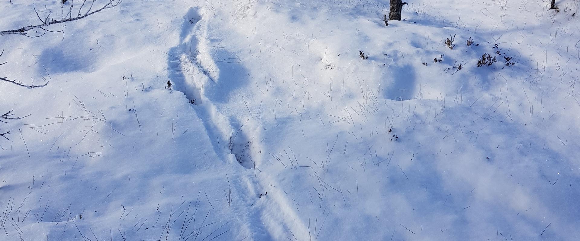 Retk ulukite jälgedes koos kohaliku jahimehega