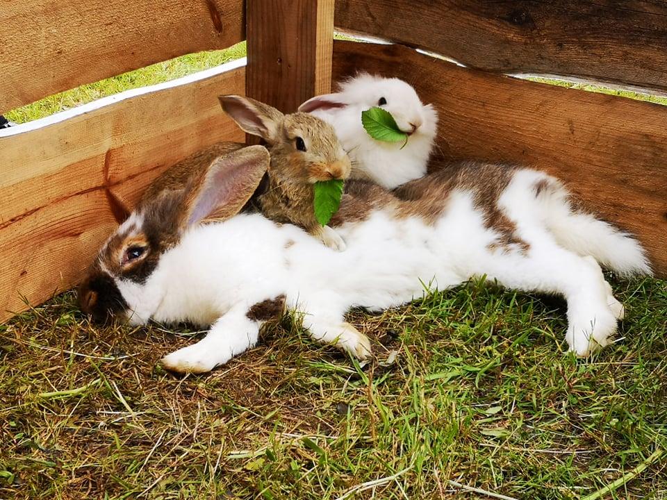 Rabbit Village