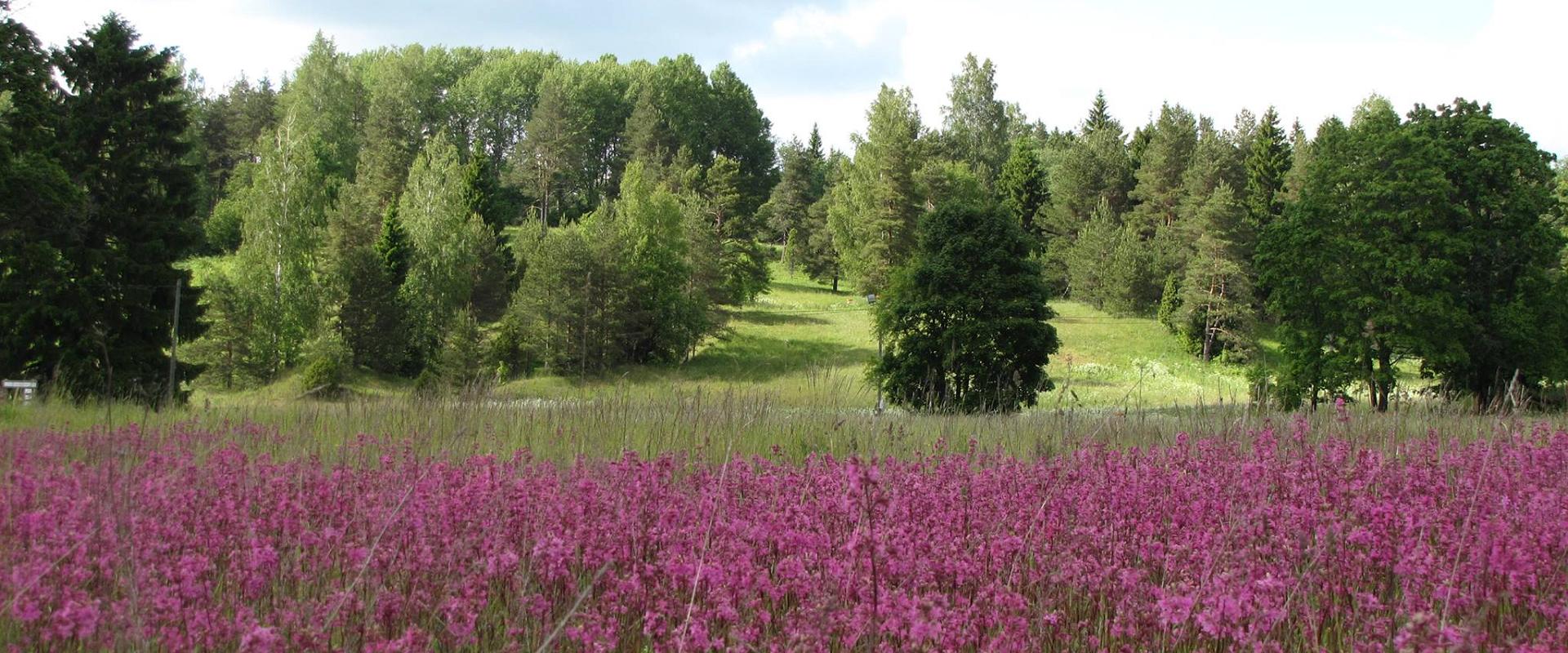 Paluküla Hiiemäe terviserajad Raplamaal