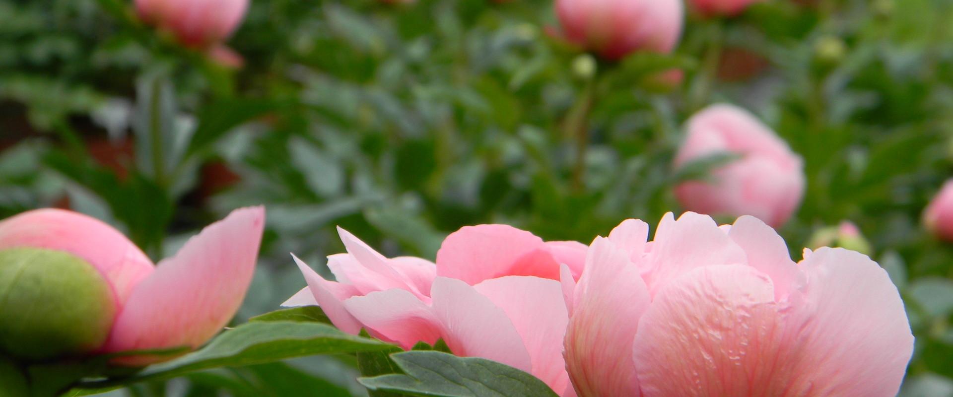 Saaremaa Peony Festival