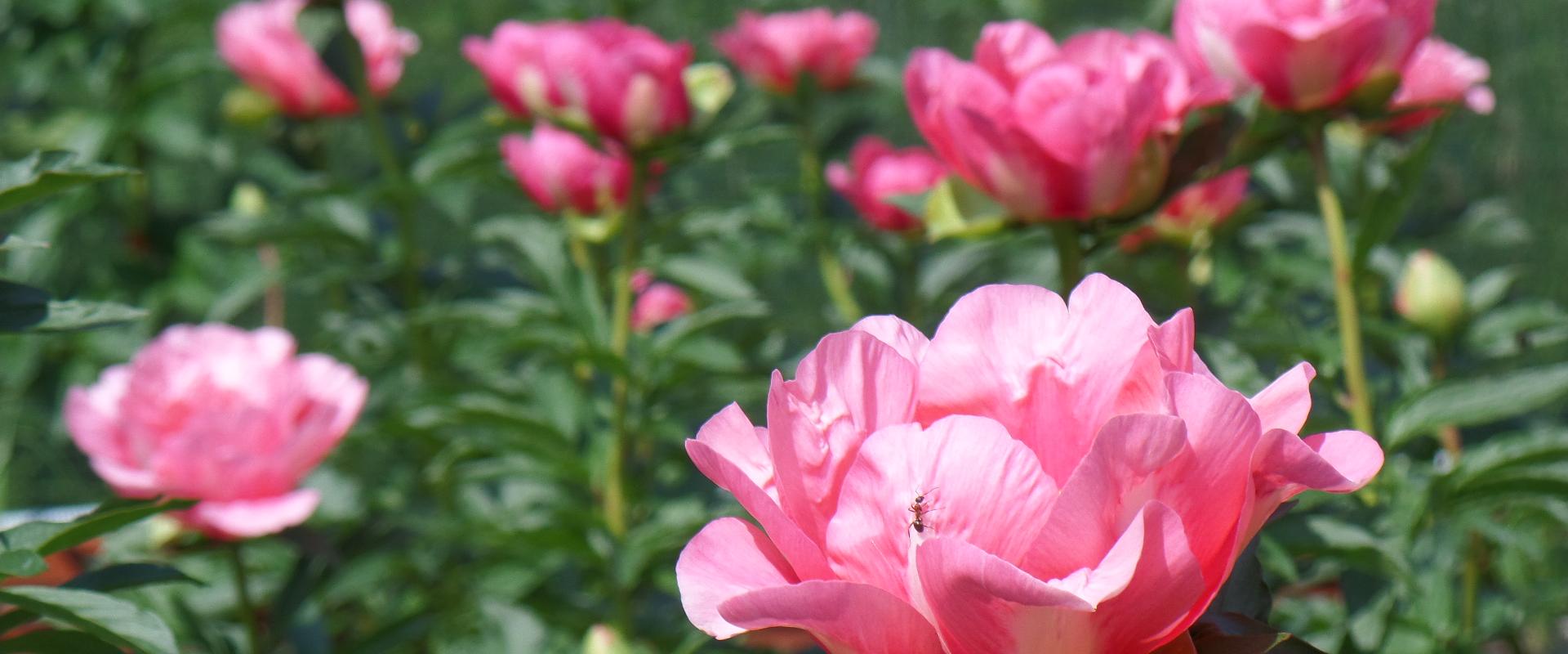 Saaremaa Peony Festival