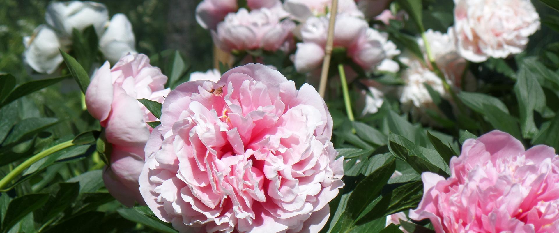 Saaremaa Peony Festival