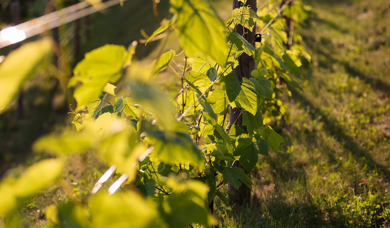 Igaunijas vīnogu plantācija un darbnīcas tajā