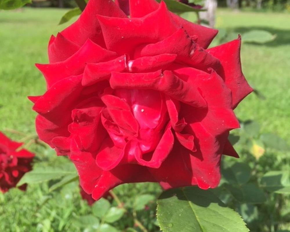 Luunja rosaariumi punane roos "Luunja"