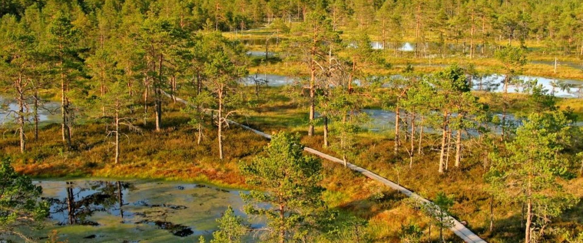 We start exploring Lahemaa National Park with a nice walk in charming Viru bog. The area has been made accessible with a specially constructed boardwa