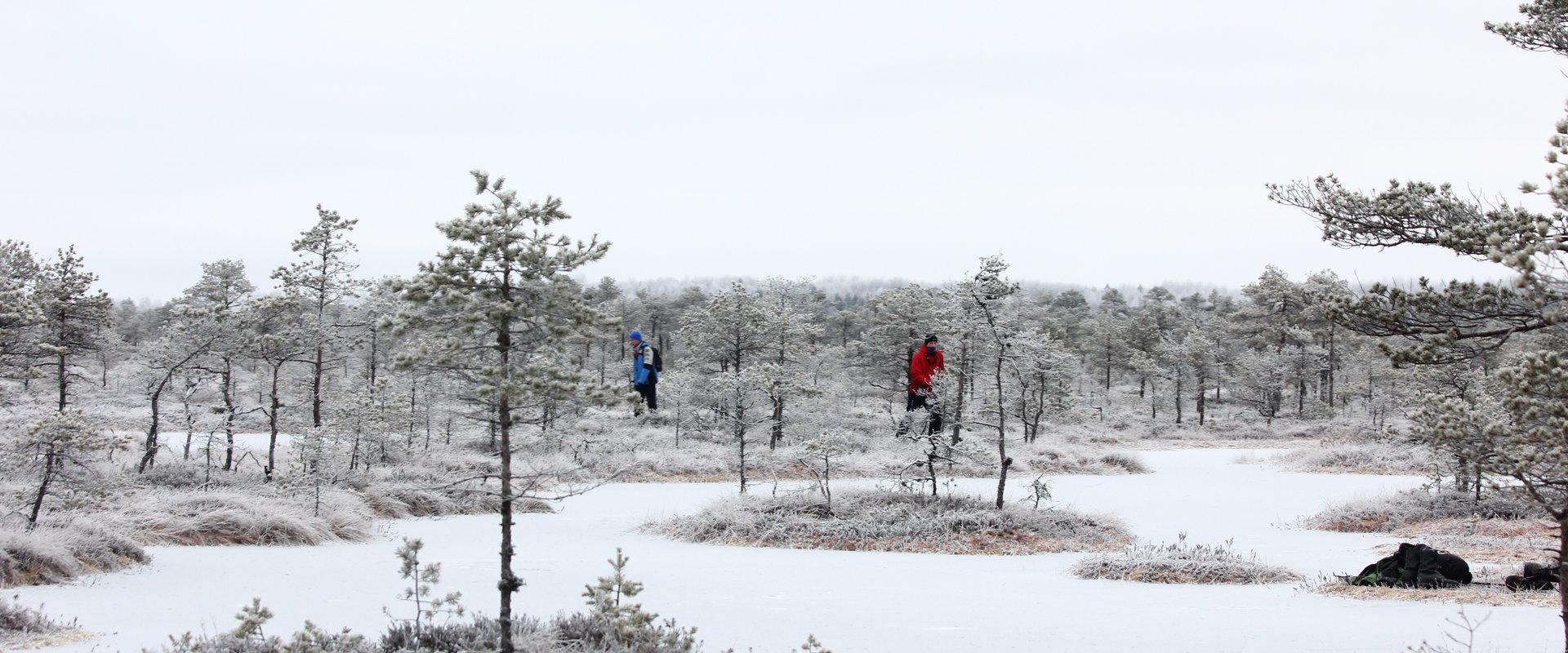 Ice skating on the bog-pools of Rubina Bog in the historical Mulgimaa